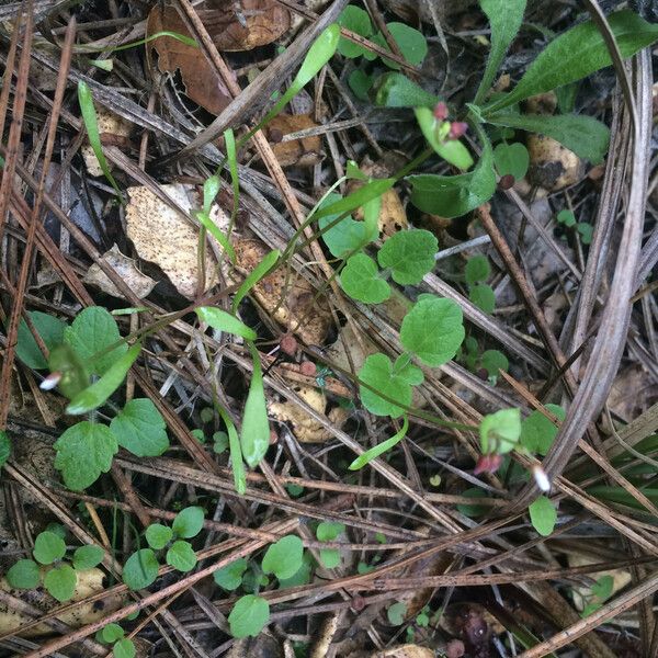 Claytonia parviflora Buveinė