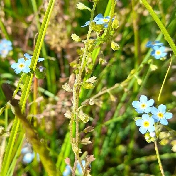 Myosotis scorpioides 整株植物