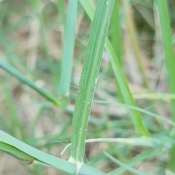 Chloris barbata Leaf