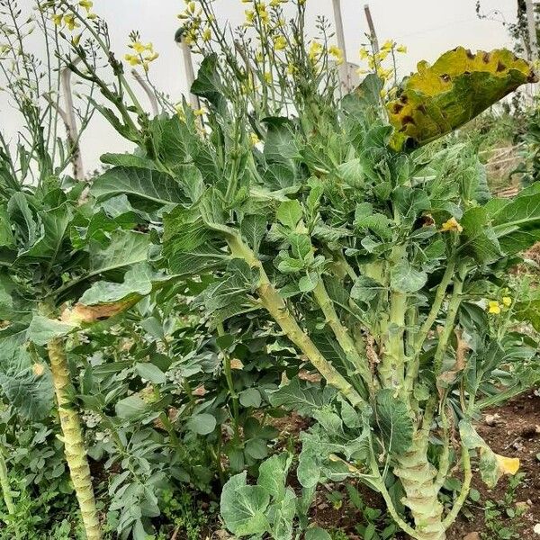 Brassica oleracea 形態