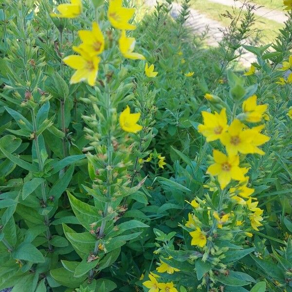 Lysimachia punctata Flower