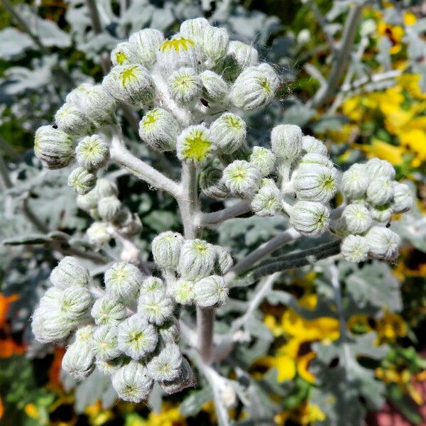 Jacobaea maritima Bloem