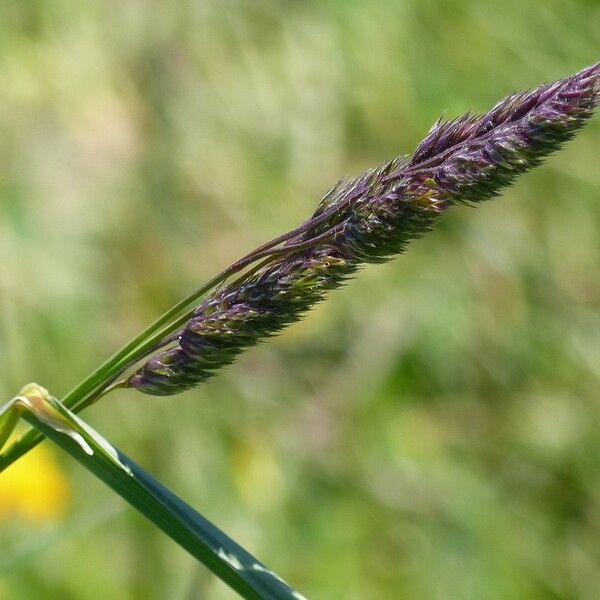 Phleum alpinum Flower