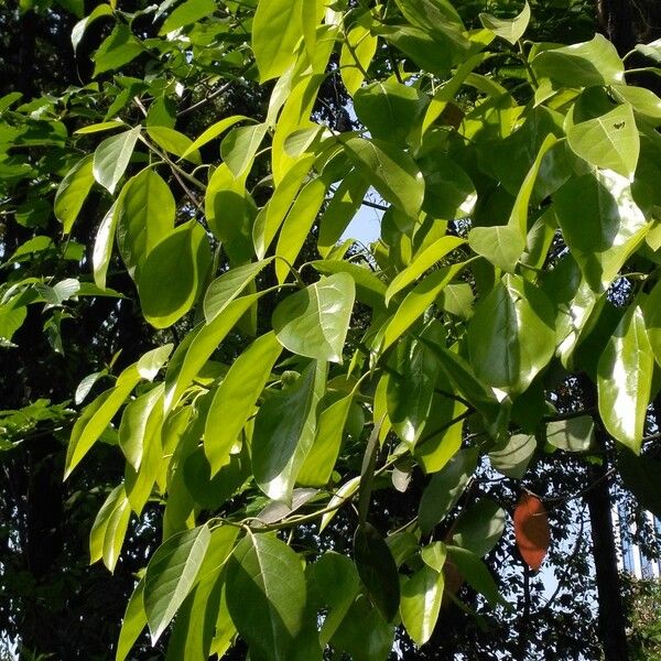 Camptotheca acuminata Leaf