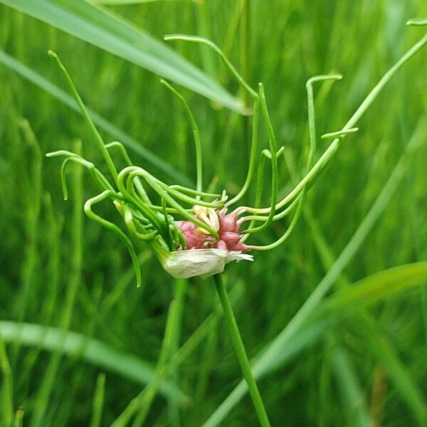 Allium vineale Flower