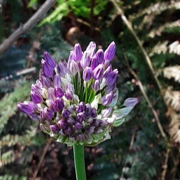 Allium sphaerocephalon 花