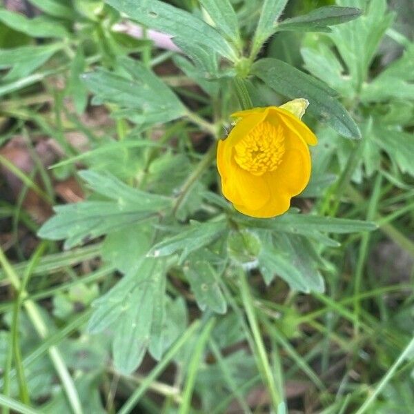 Ranunculus bulbosus Fulla