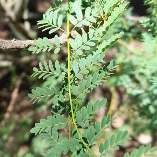 Erythrostemon gilliesii Blad