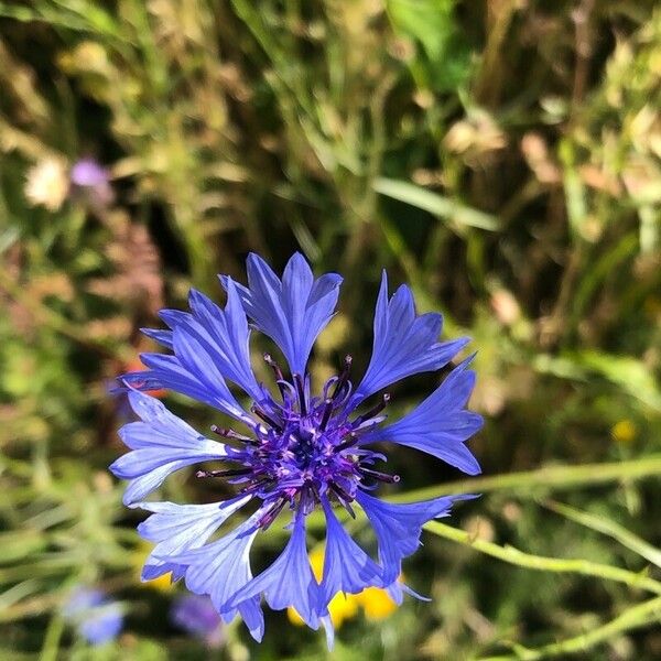 Centaurea cyanus Flor