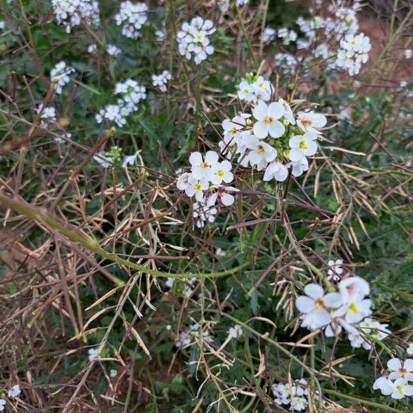 Diplotaxis erucoides Fruchs