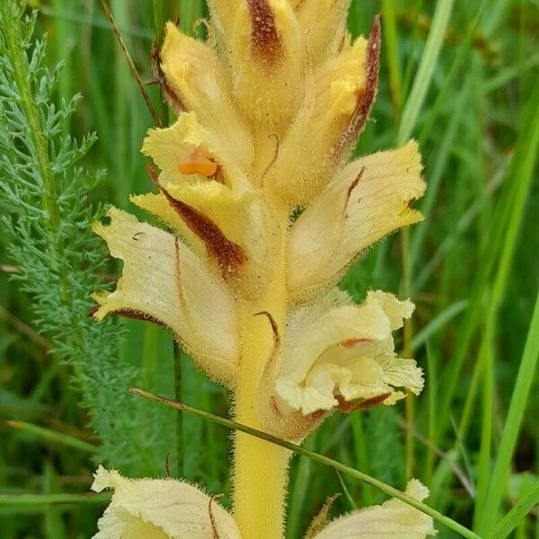 Orobanche lutea Bloem