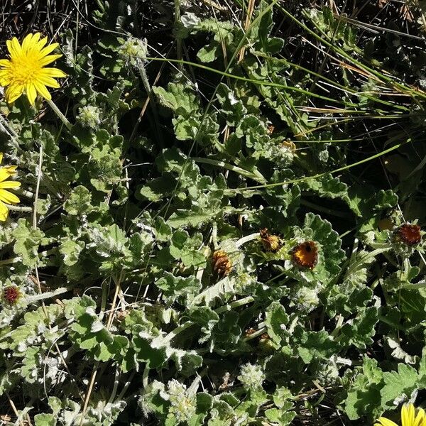 Arctotheca calendula Žiedas