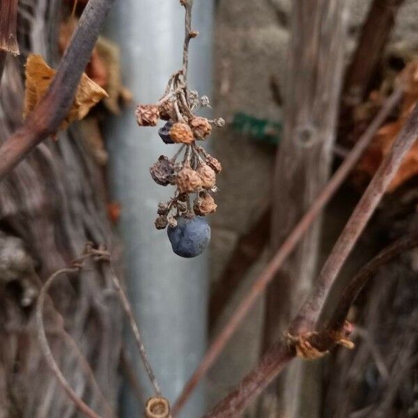 Vitis vinifera Fruit