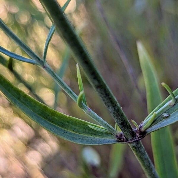 Valeriana lecoqii Leht