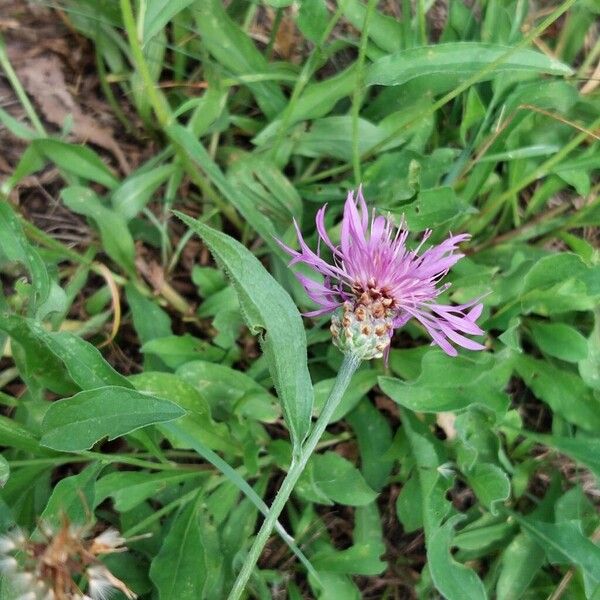 Centaurea jacea Квітка