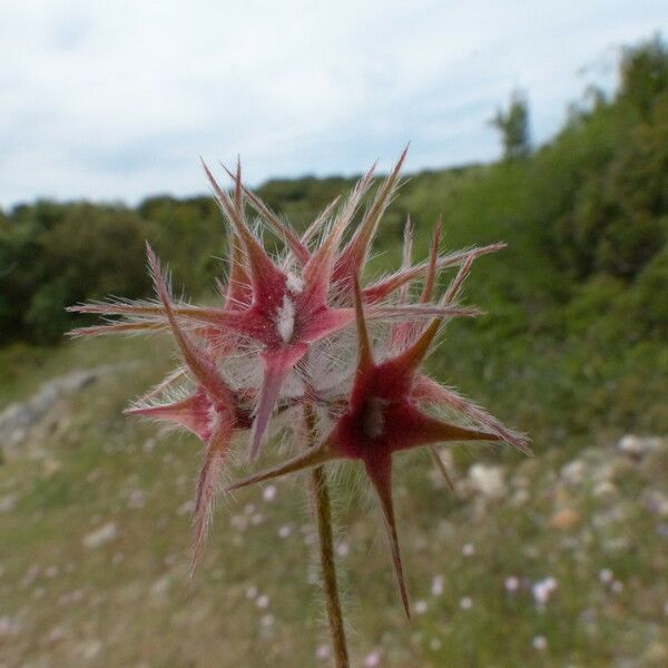 Trifolium stellatum 果實