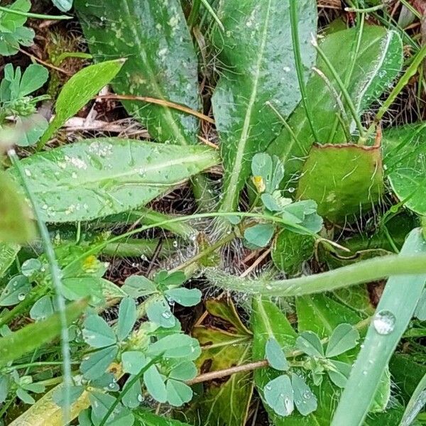 Pilosella officinarum Blad