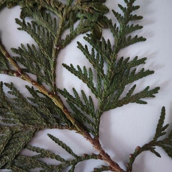 Thuja plicata Blatt