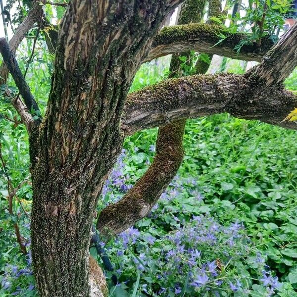 Berberis haematocarpa Rusca