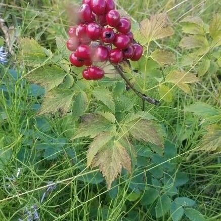 Actaea rubra Plod