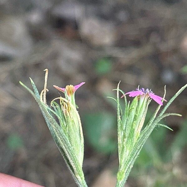 Dianthus armeria ফুল