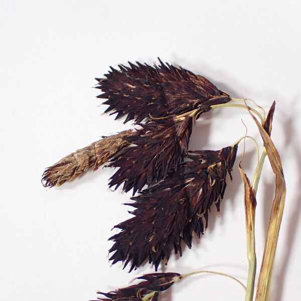 Carex atrofusca Vaisius