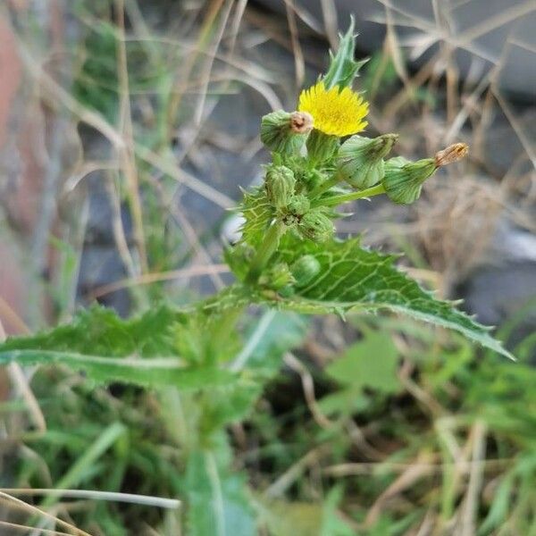 Sonchus asper Flor