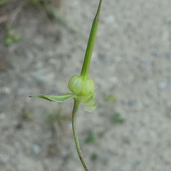 Geranium columbinum Fruto