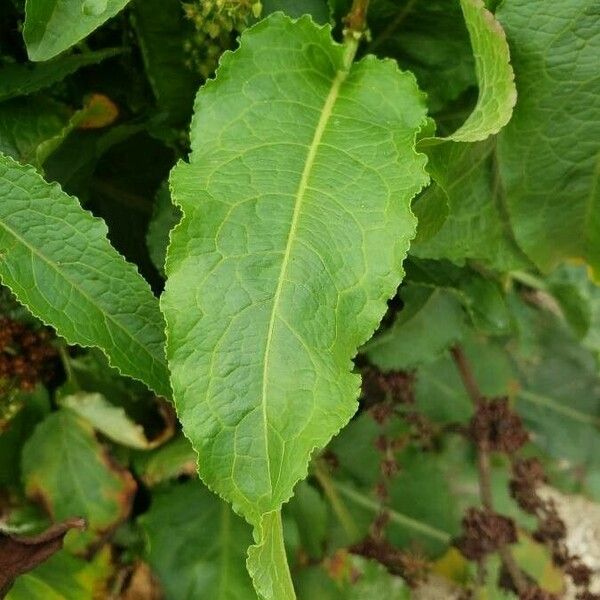 Rumex patientia Blad