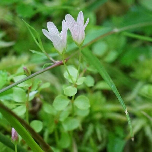 Lysimachia tenella Lapas