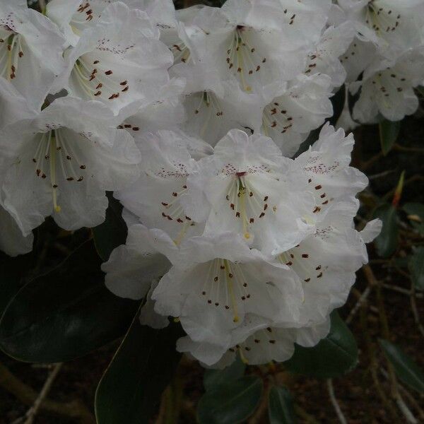 Rhododendron campanulatum Flower