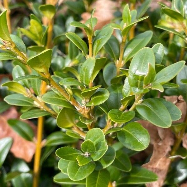 Buxus sempervirens Folha