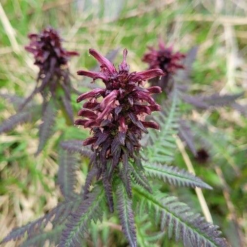 Pedicularis recutita Квітка