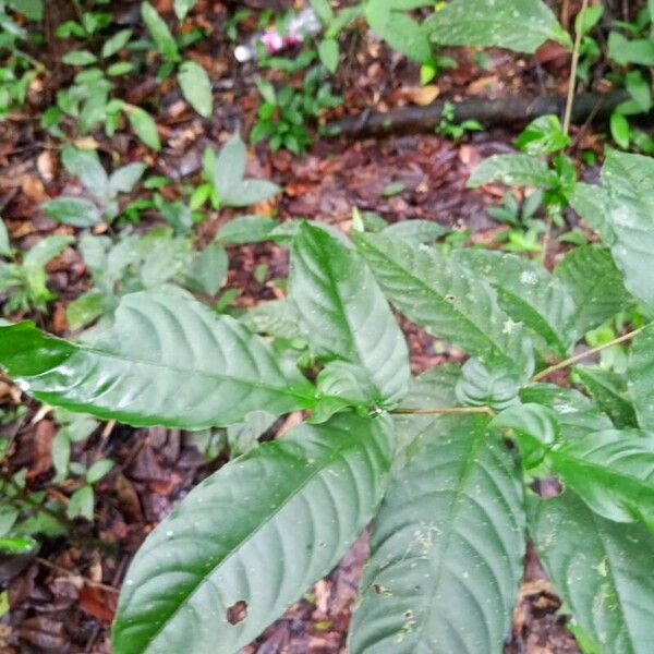 Tabernaemontana heterophylla Leaf