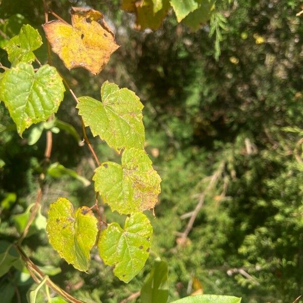 Vitis rotundifolia পাতা