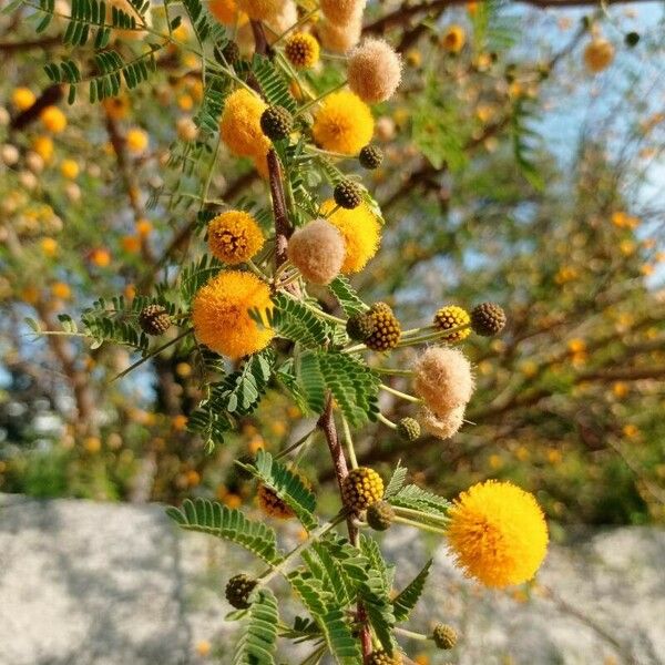 Acacia farnesiana Λουλούδι