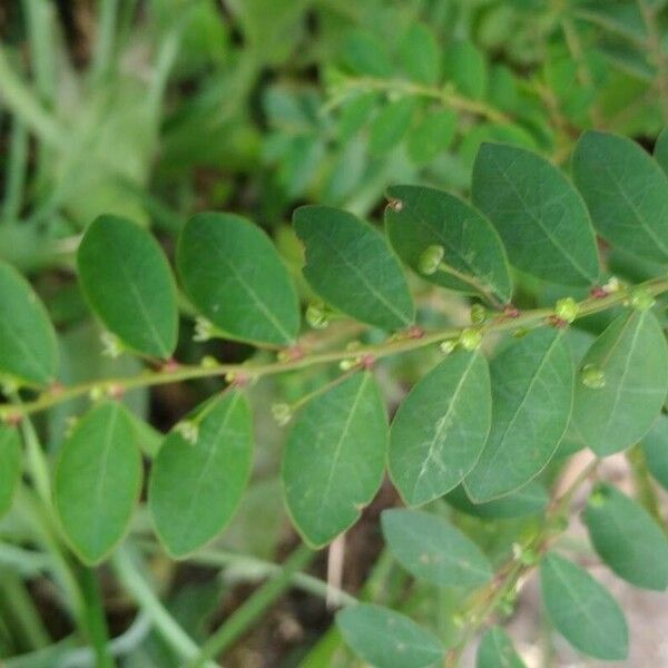 Phyllanthus tenellus Leaf