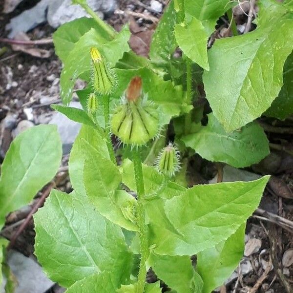 Urospermum picroides Floro