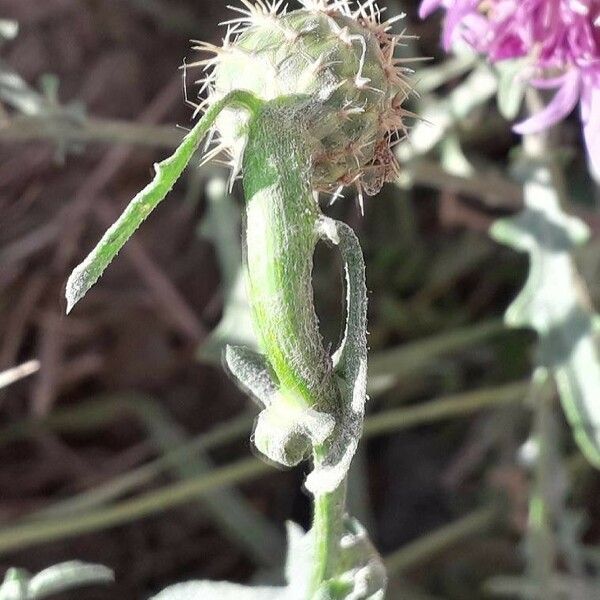 Centaurea aspera Flor