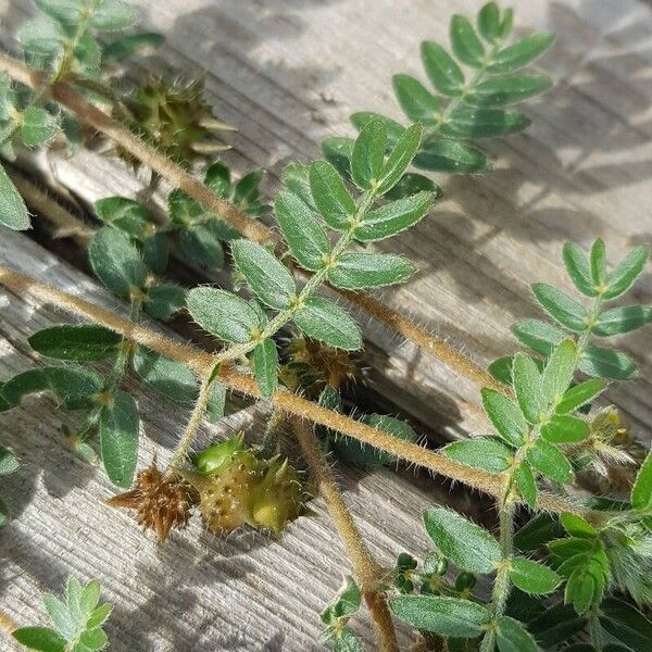 Tribulus terrestris পাতা