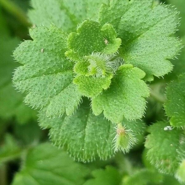 Veronica cymbalaria Yaprak