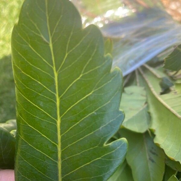 Ficus pseudopalma Leaf