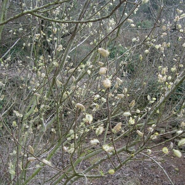 Salix atrocinerea Habitus