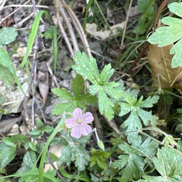 Geranium divaricatum Blodyn