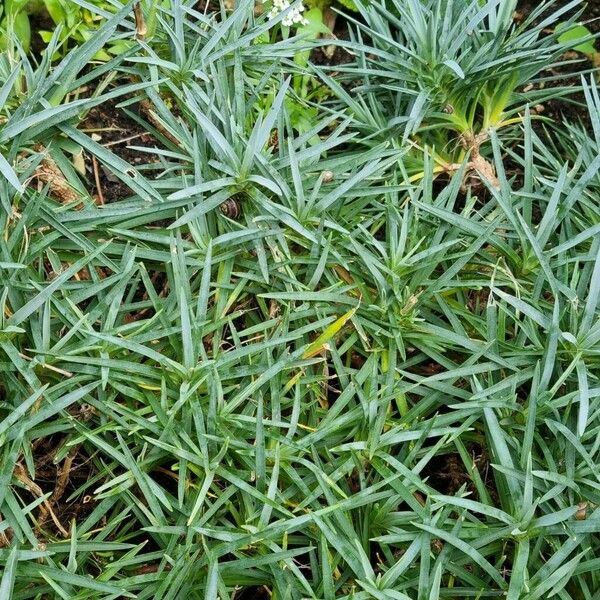 Dianthus gratianopolitanus 葉