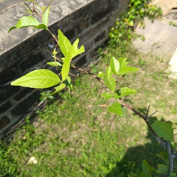 Aegle marmelos Leaf