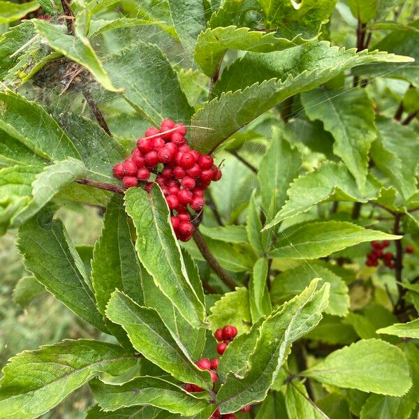 Sambucus racemosa Feuille