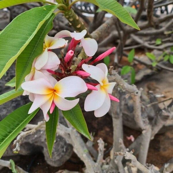 Plumeria rubra 花