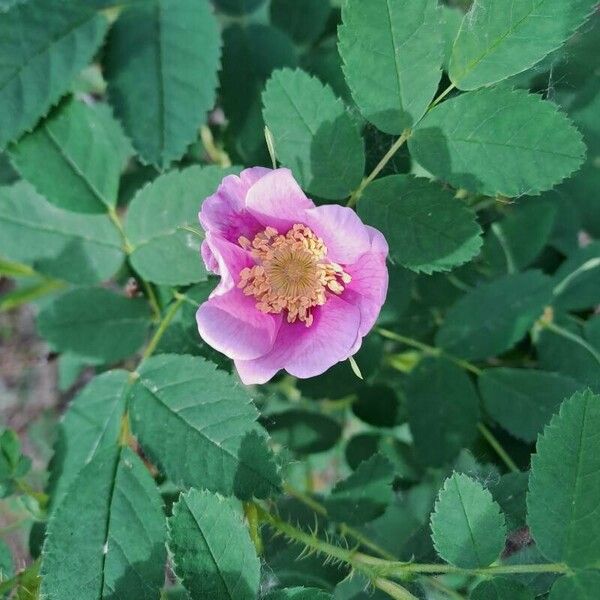 Rosa woodsii 花