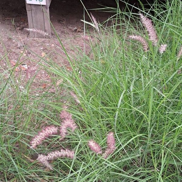 Cenchrus pedicellatus ফুল